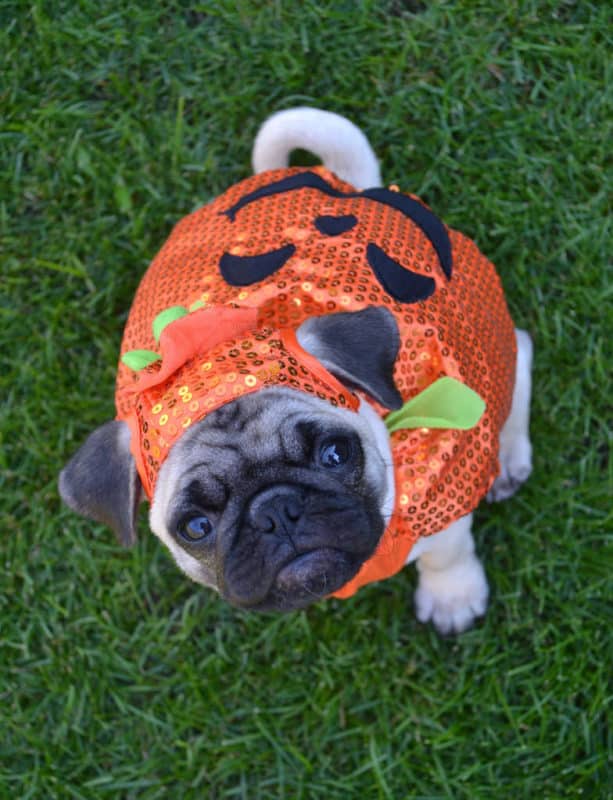 pugs pumpkin Halloween studocu 
