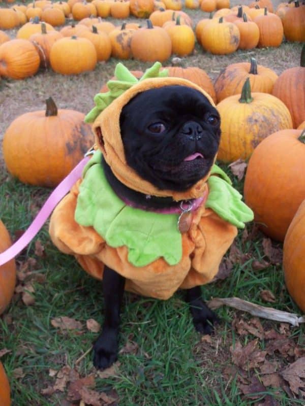 pugs pumpkin Halloween studocu 